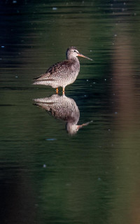 Eichenberger Weiher